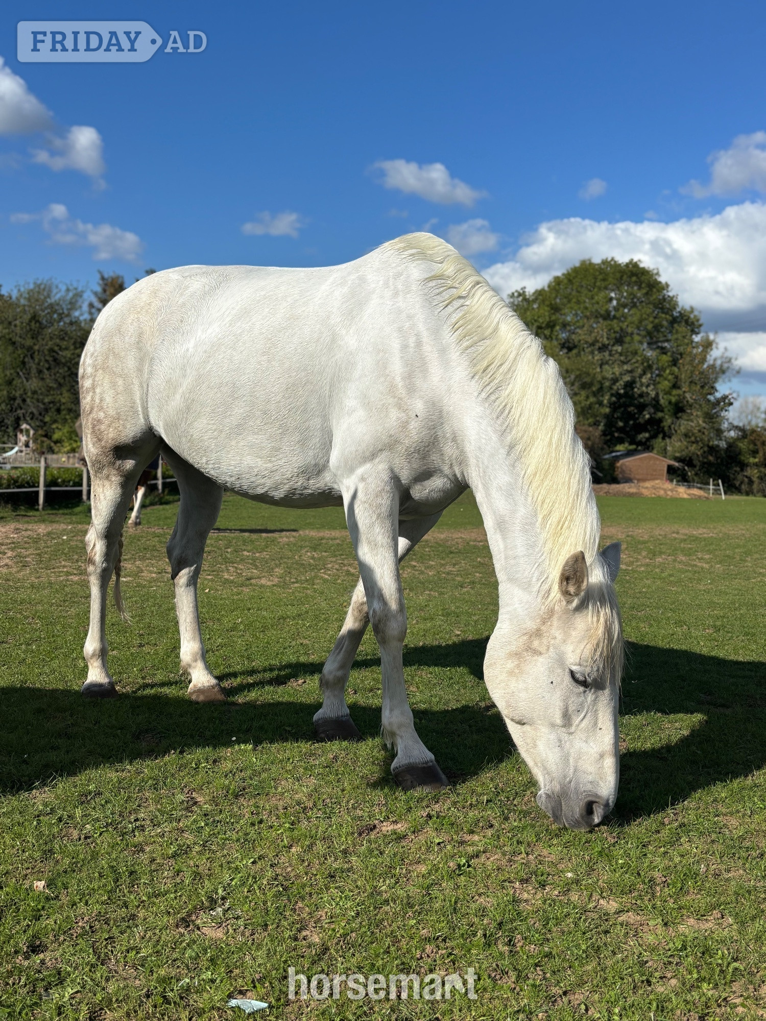 "Chilli " Grey Mare Project Horse - Horses in Effingham