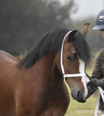 "Gwyrddparc Cobea" Bay Gelding Project Horse