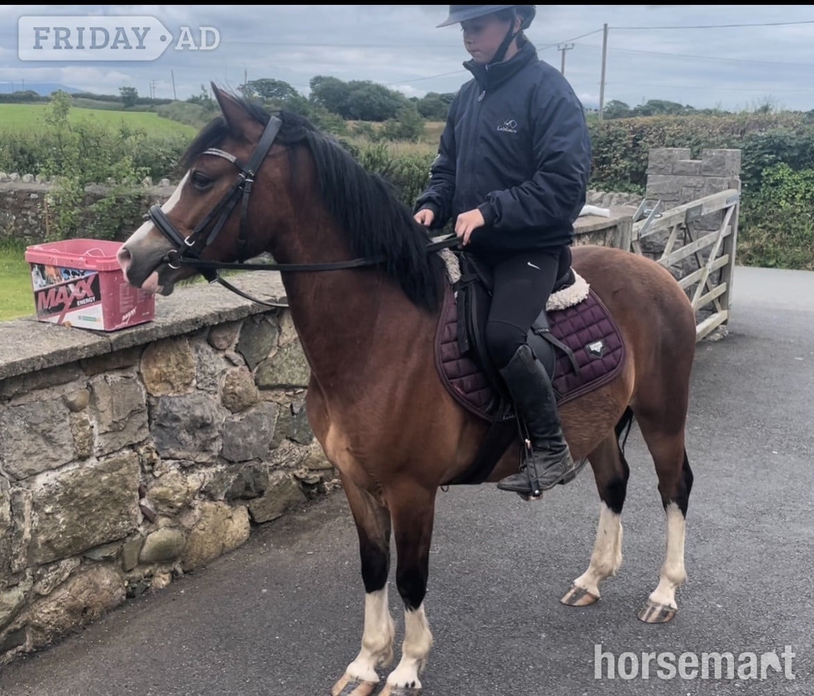 "Gwyrddparc Cobea" Bay Gelding Project Horse - Horses in Gwalchmai