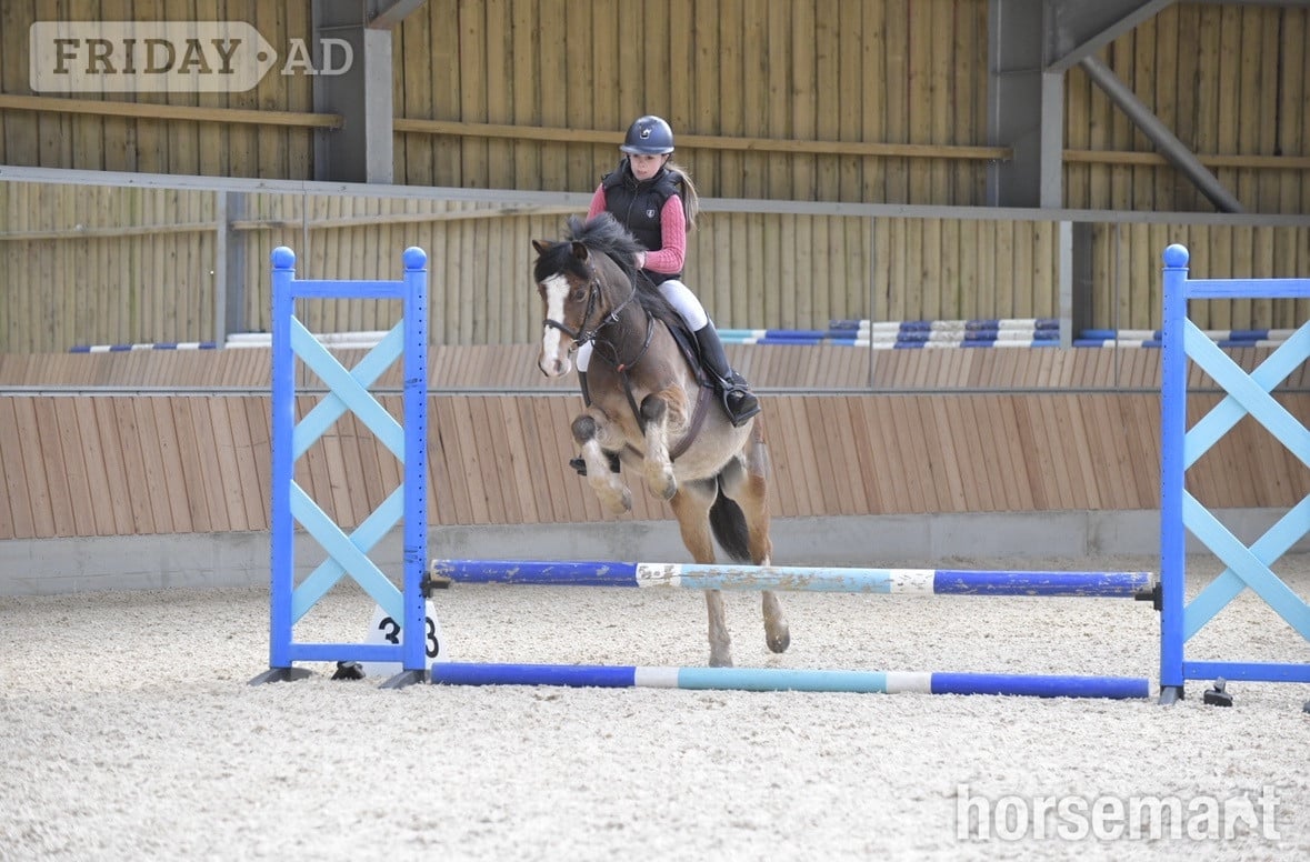 Gwalchmai "Gwyrddparc Cobea" Bay Gelding Project Horse