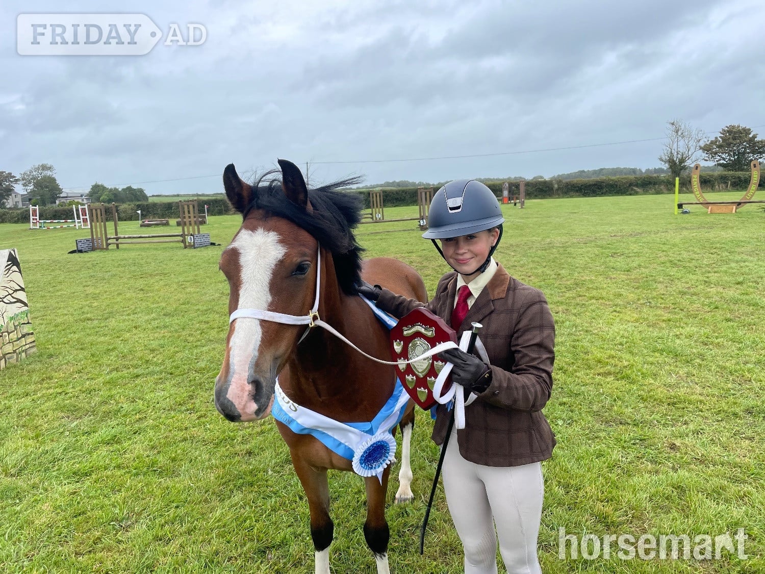 "Gwyrddparc Cobea" Bay Gelding Project Horse - Horses