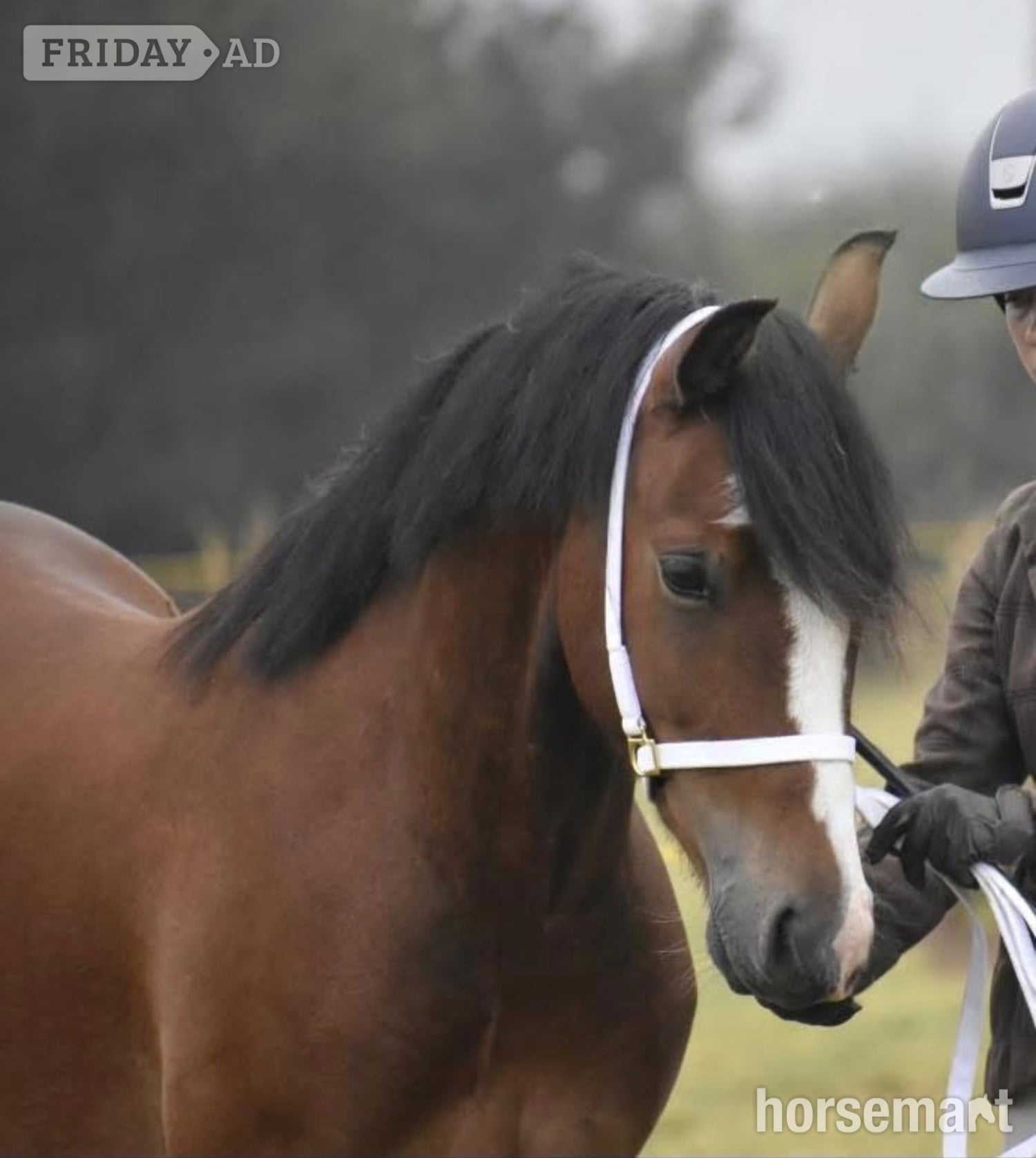 "Gwyrddparc Cobea" Bay Gelding Project Horse in Gwalchmai