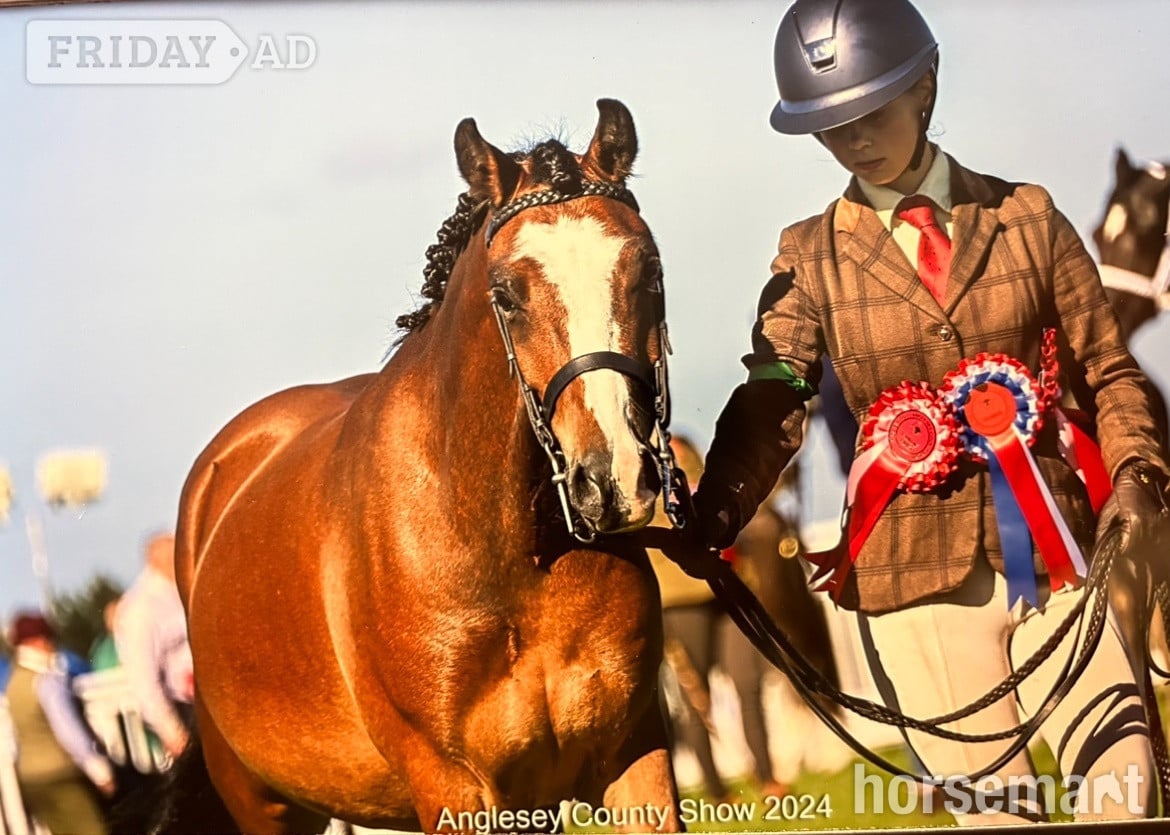 "Gwyrddparc Cobea" Bay Gelding Project Horse
