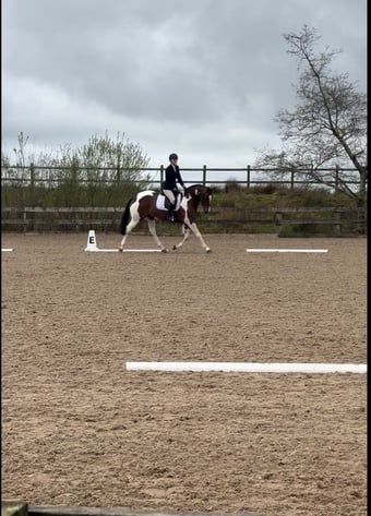 "Candyland " Skewbald Mare Dressage Horse