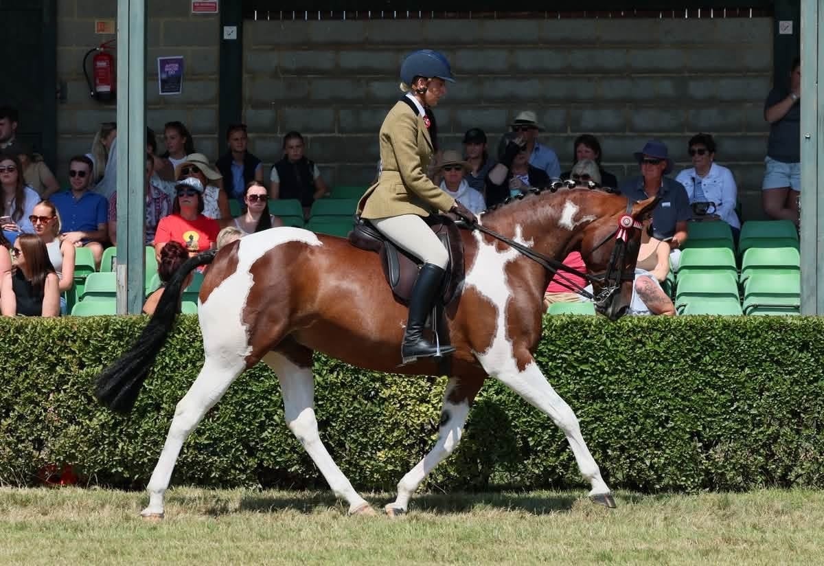 Skipton "Candyland " Skewbald Mare Dressage Horse
