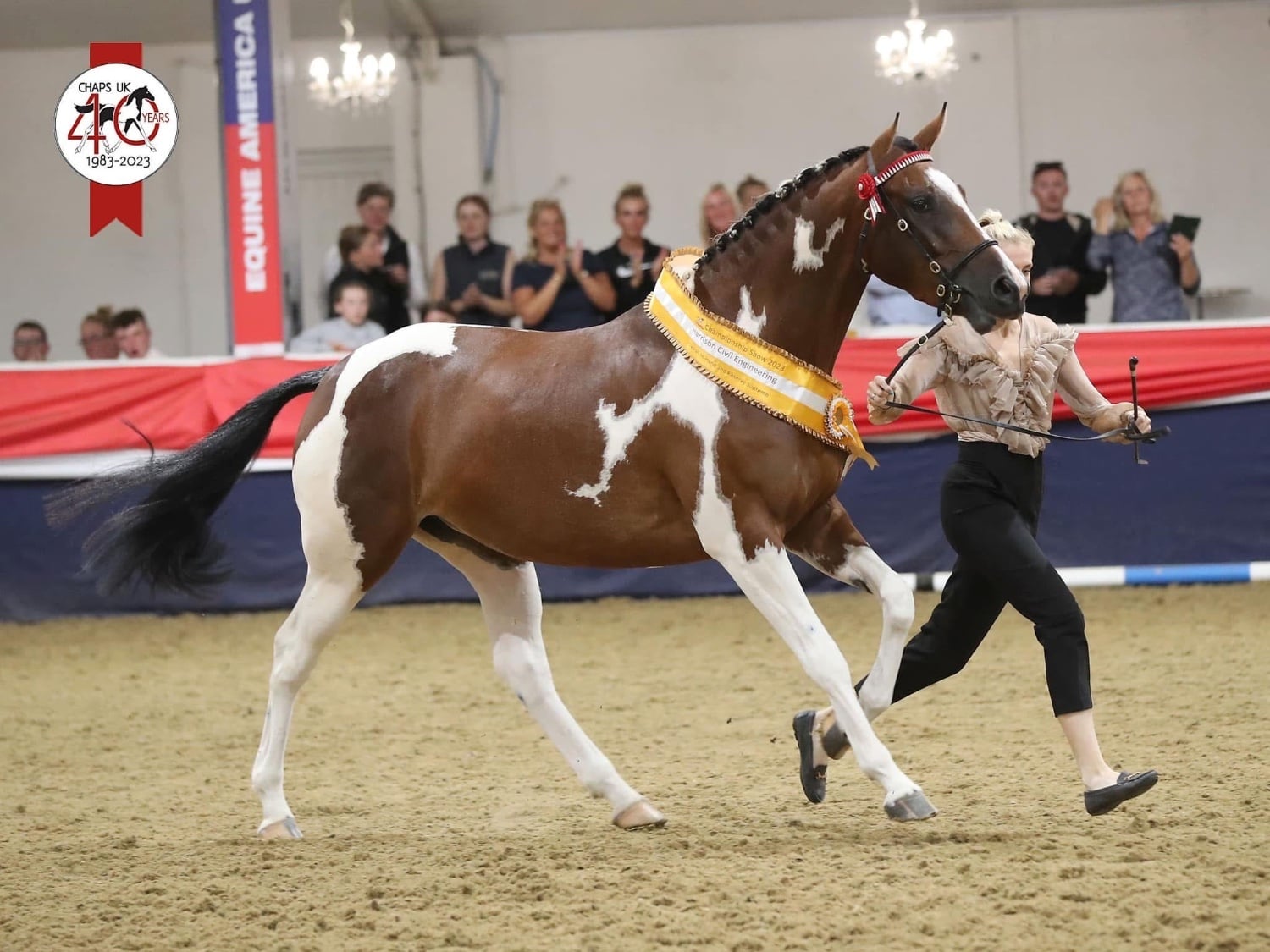 "Candyland " Skewbald Mare Dressage Horse - Horses in Skipton