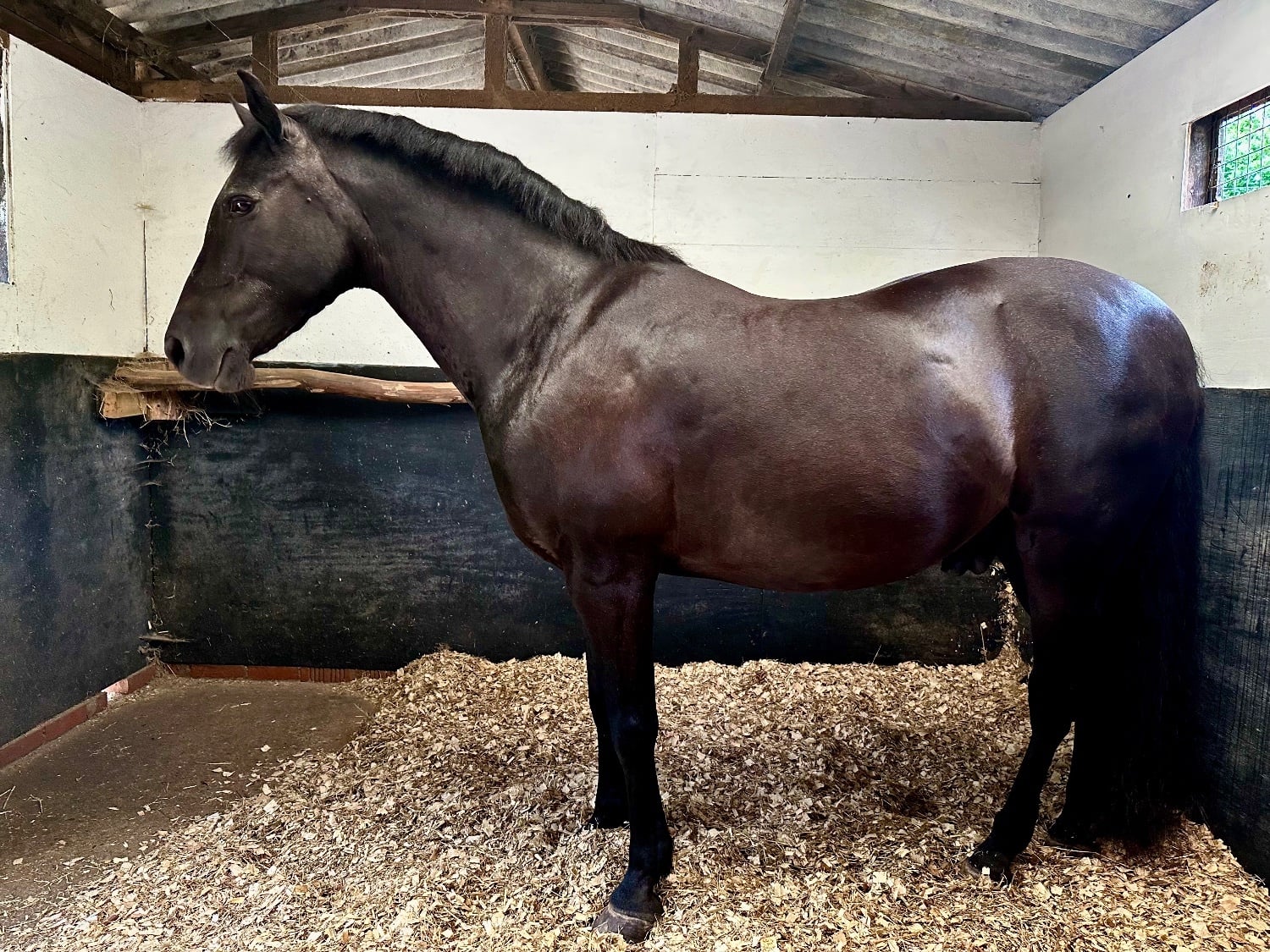 15hh Andalusian x Welsh B for loan/share