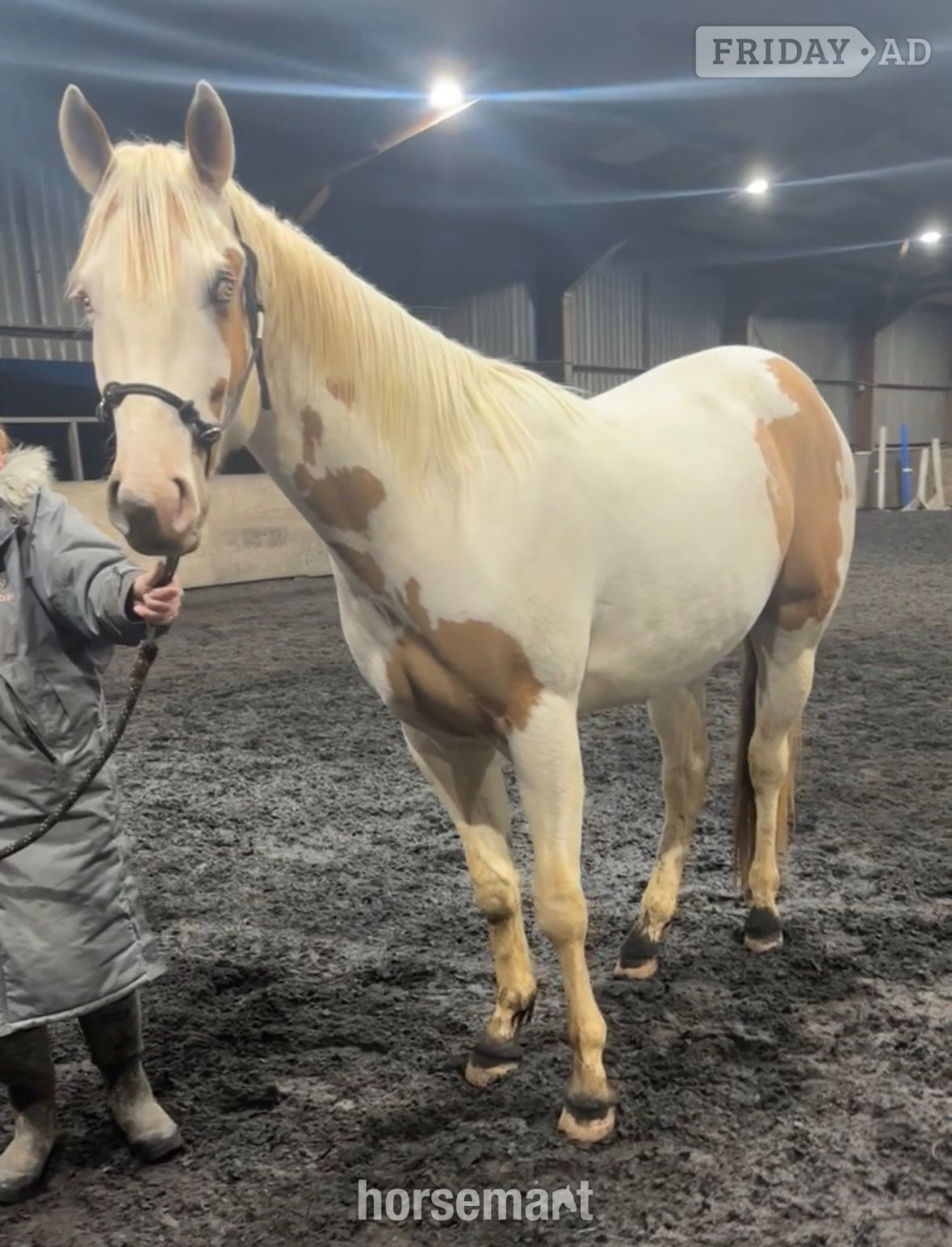 "Trilby" Tobiano Gelding Project Horse in Rainham