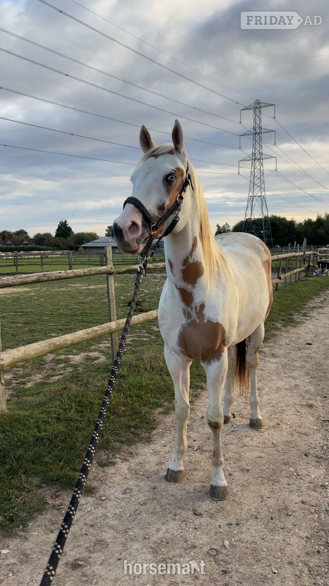 Rainham "Trilby" Tobiano Gelding Project Horse