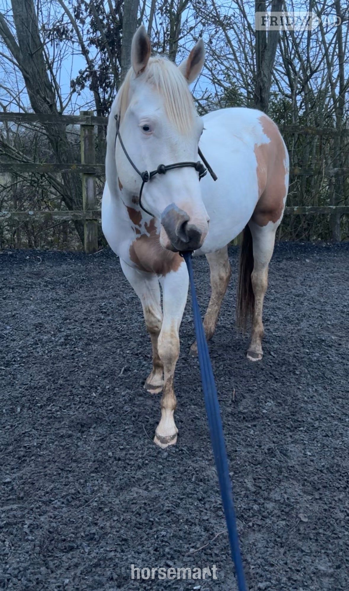 "Trilby" Tobiano Gelding Project Horse