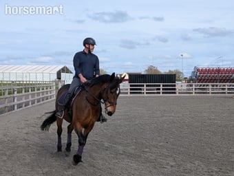 "Bea" Bay Mare All Rounder