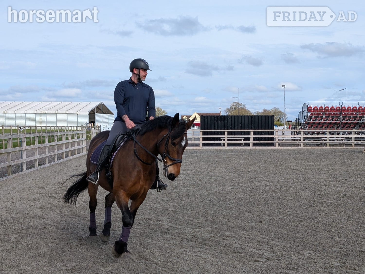 "Bea" Bay Mare All Rounder in Saffron Walden