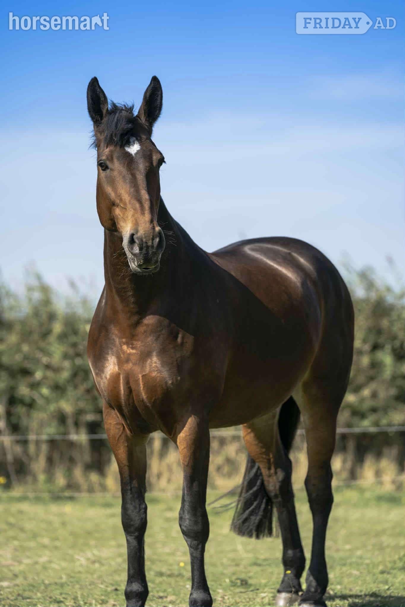 "Bea" Bay Mare All Rounder