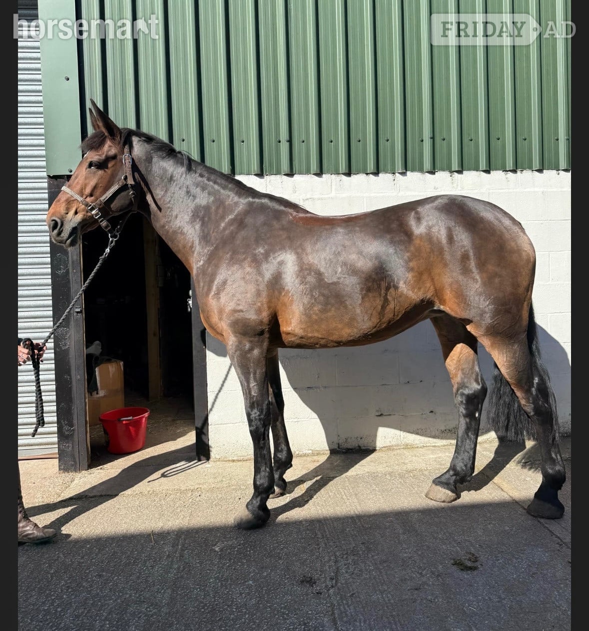 Saffron Walden "Bea" Bay Mare All Rounder