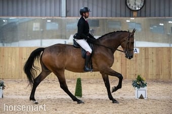 "Check It Out" Bay Gelding All Rounder