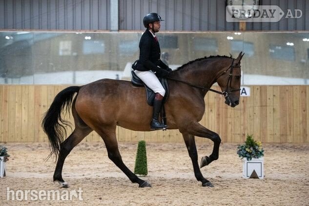 "Check It Out" Bay Gelding All Rounder in Welshpool