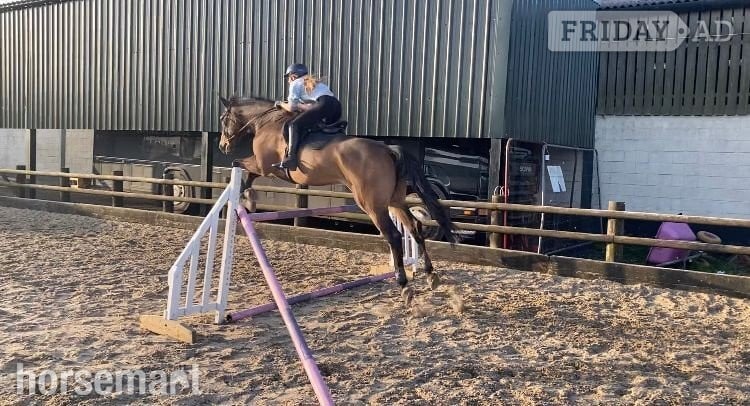 "Check It Out" Bay Gelding All Rounder