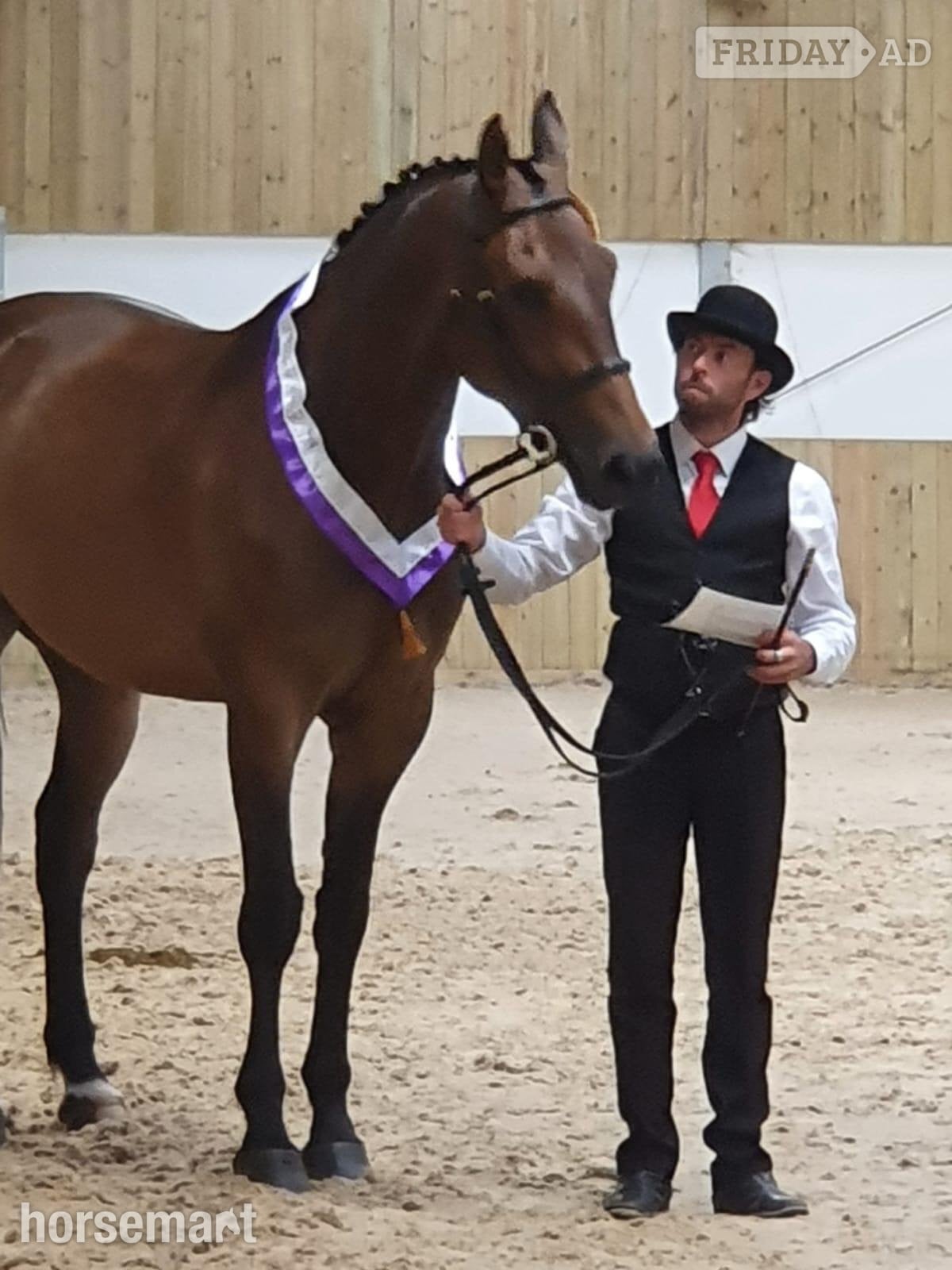 Welshpool "Check It Out" Bay Gelding All Rounder