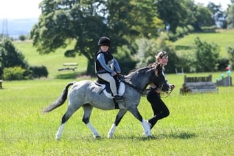 "Steady &amp; Experienced" Blue Roan Gelding Lead Rein/First Ridden Pony