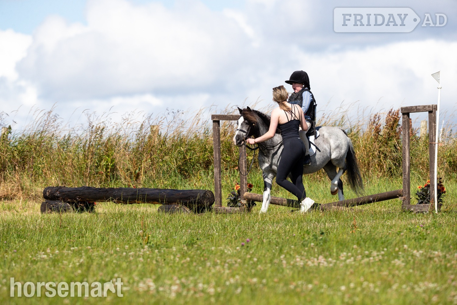 "Steady &amp; Experienced" Blue Roan Gelding Lead Rein/First Ridden Pony - Horses