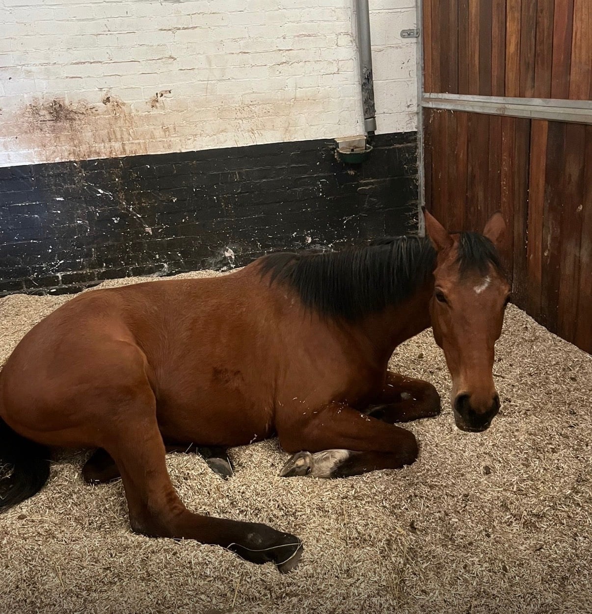 OTTB available for part loan
