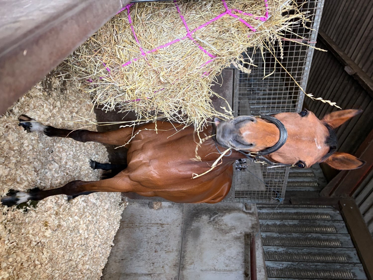 Walsall OTTB available for part loan