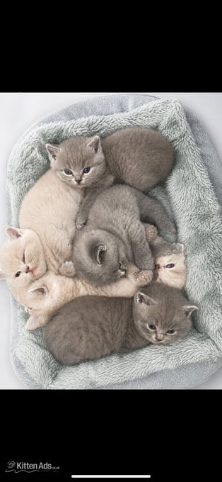 Beautiful British sort hair kittens
