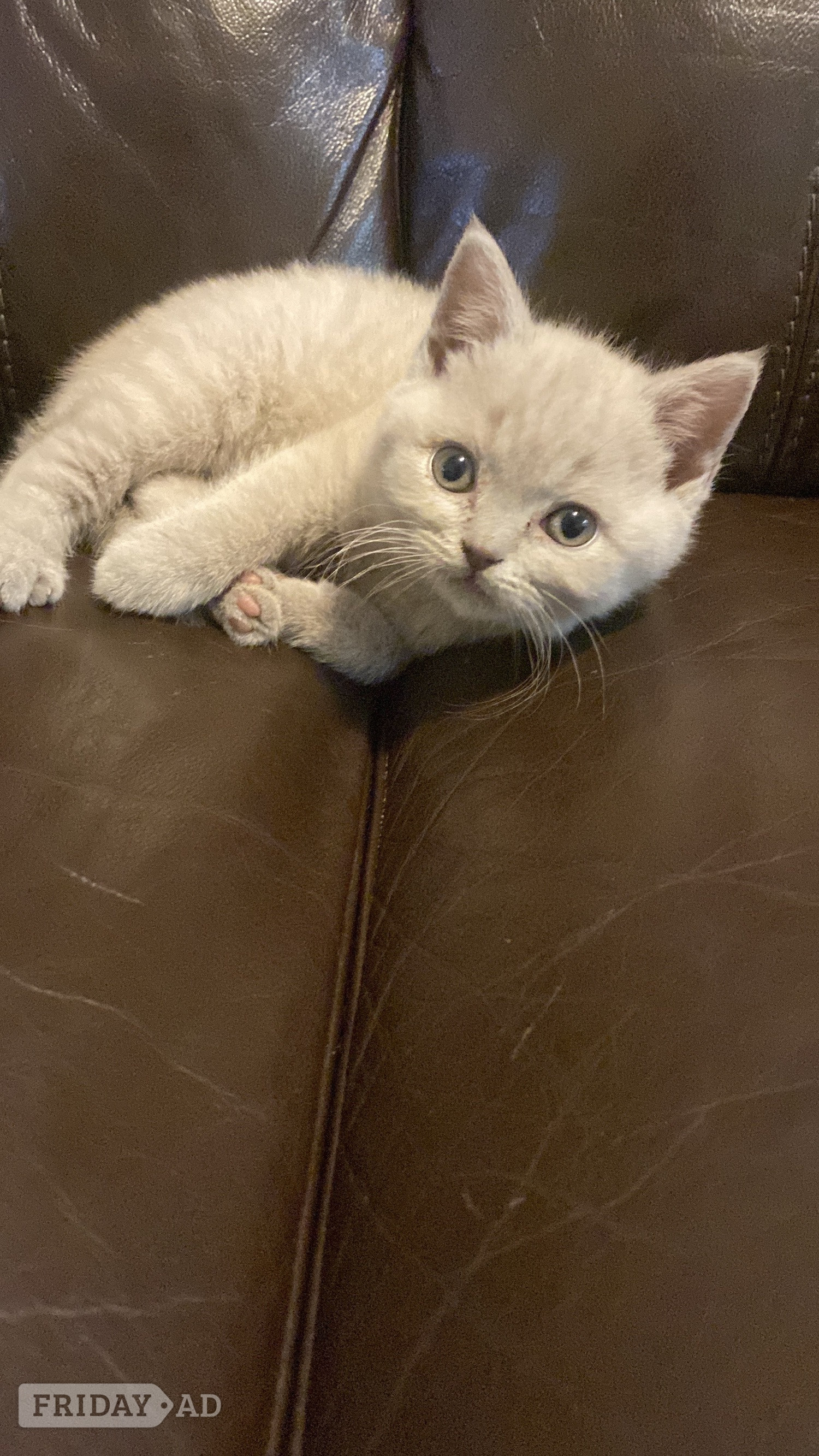 Beautiful British sort hair kittens - Cats & Kittens