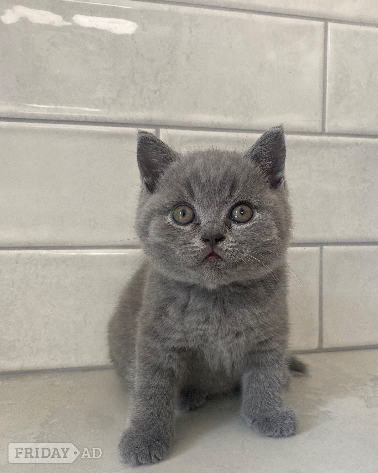Beautiful British sort hair kittens