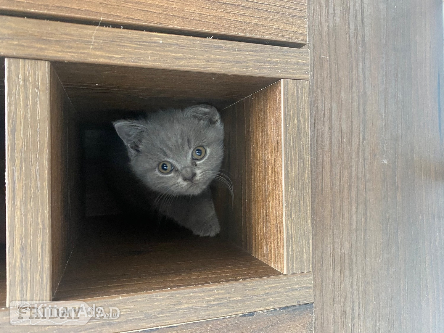 Beautiful British sort hair kittens - Cats & Kittens in Birmingham