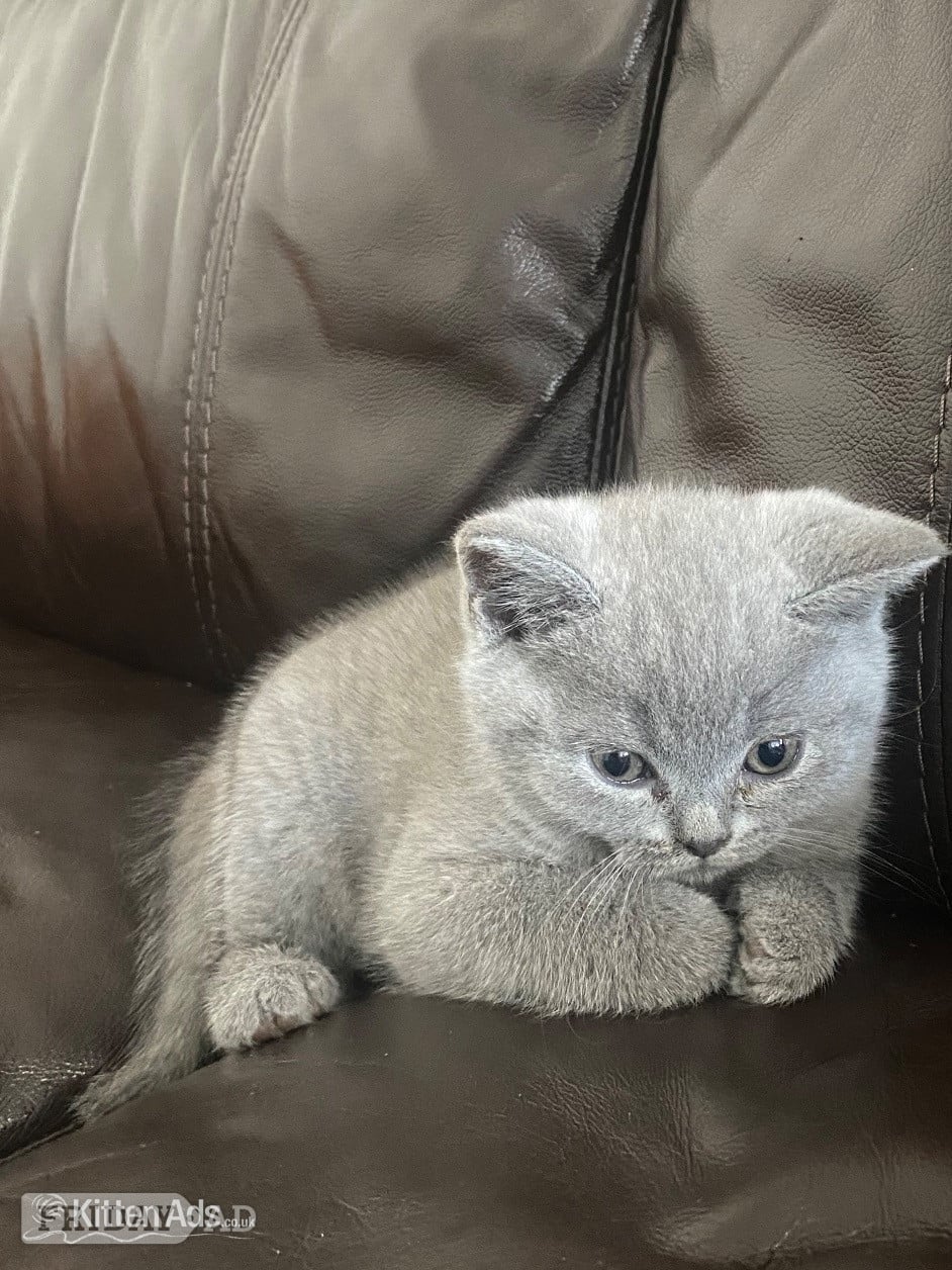 Beautiful British sort hair kittens