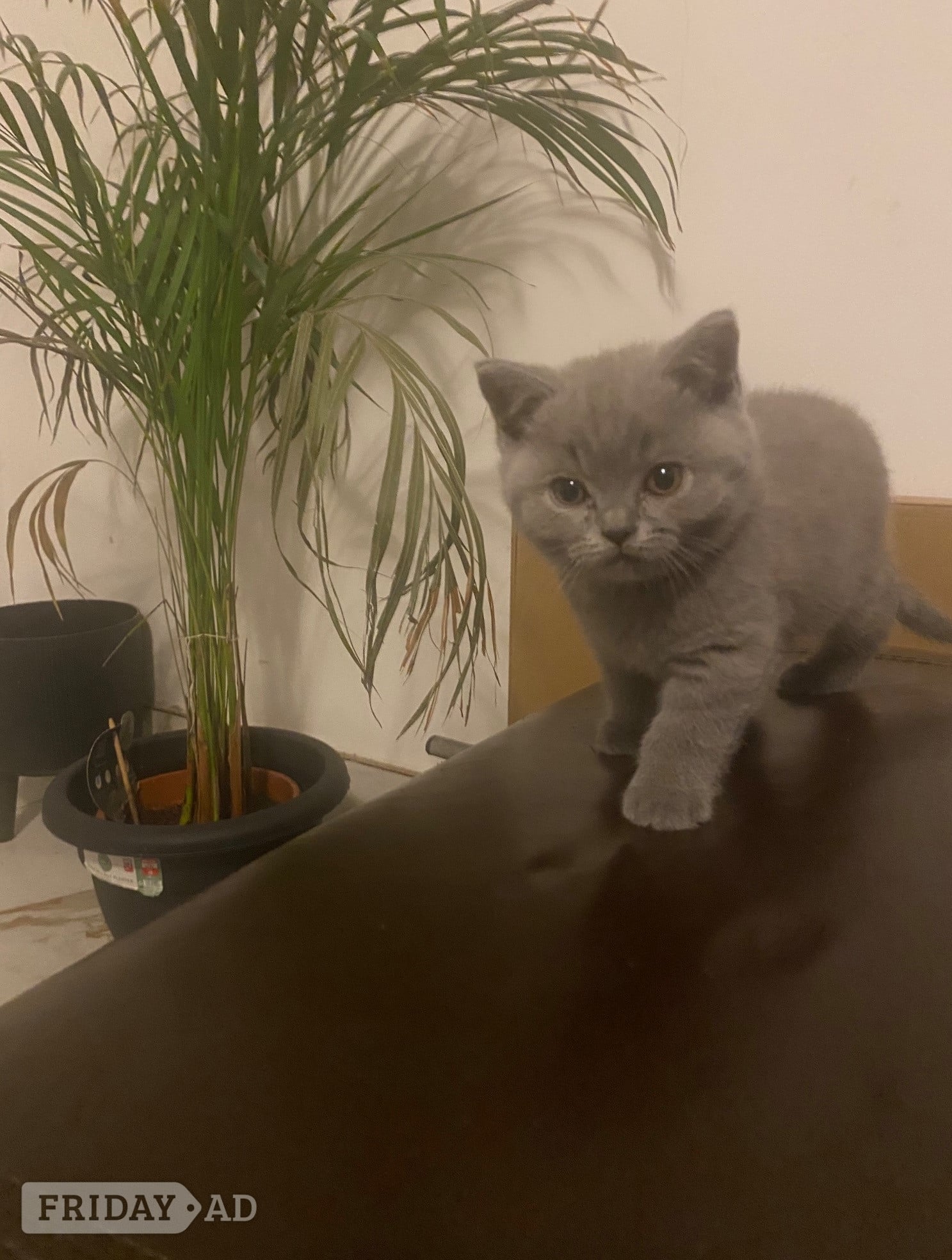 Beautiful British sort hair kittens - Cats & Kittens