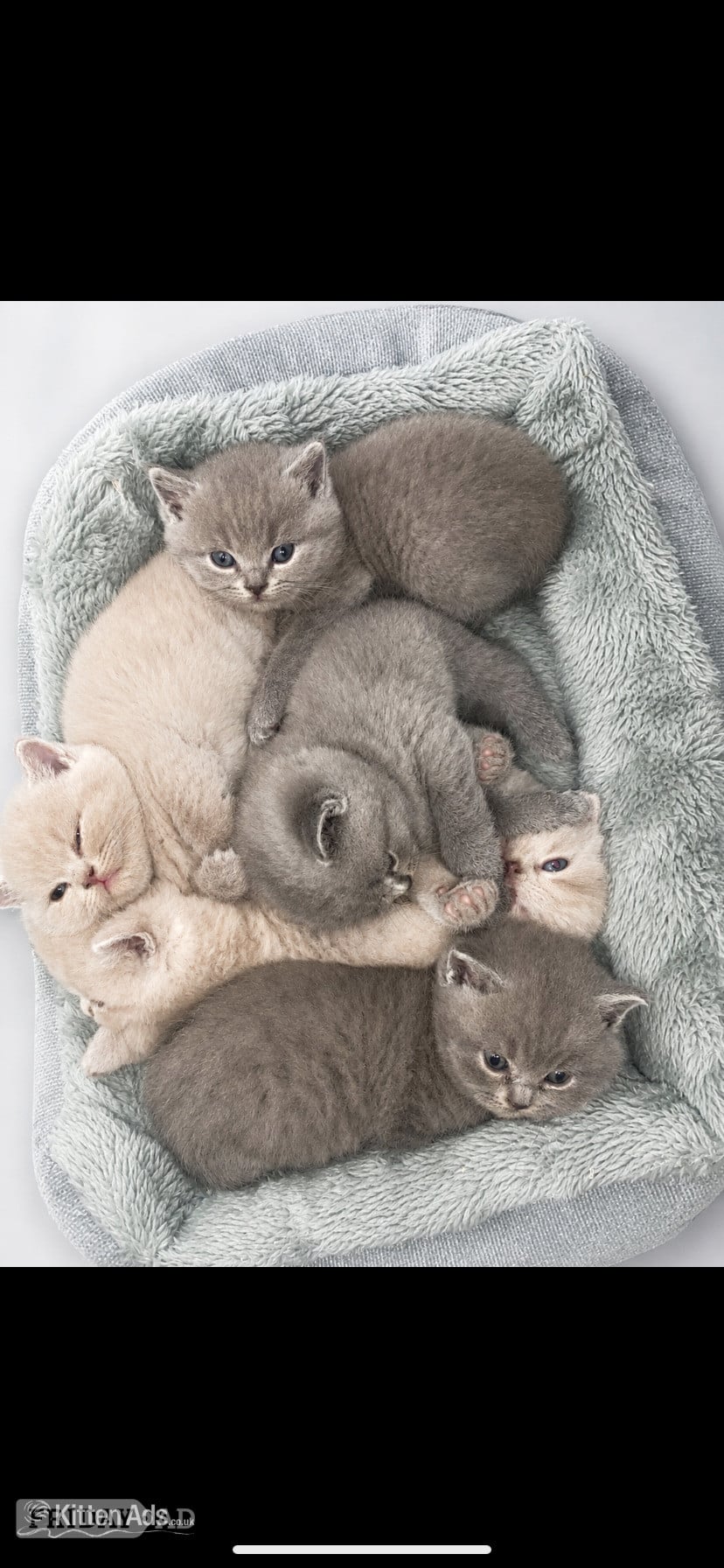 Beautiful British sort hair kittens in Birmingham