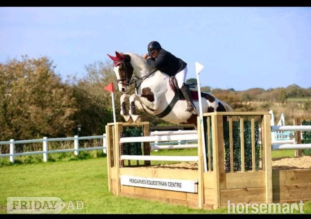 Redruth "The sapphire queen " Skewbald Mare All Rounder