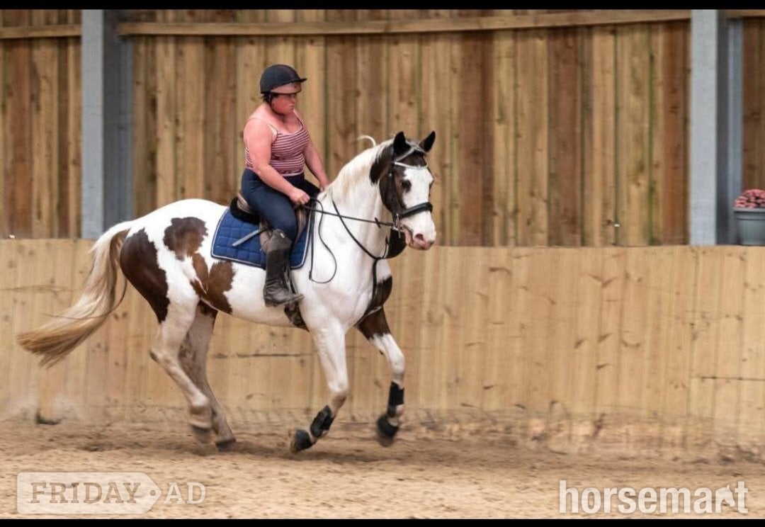 "The sapphire queen " Skewbald Mare All Rounder - Horses in Redruth
