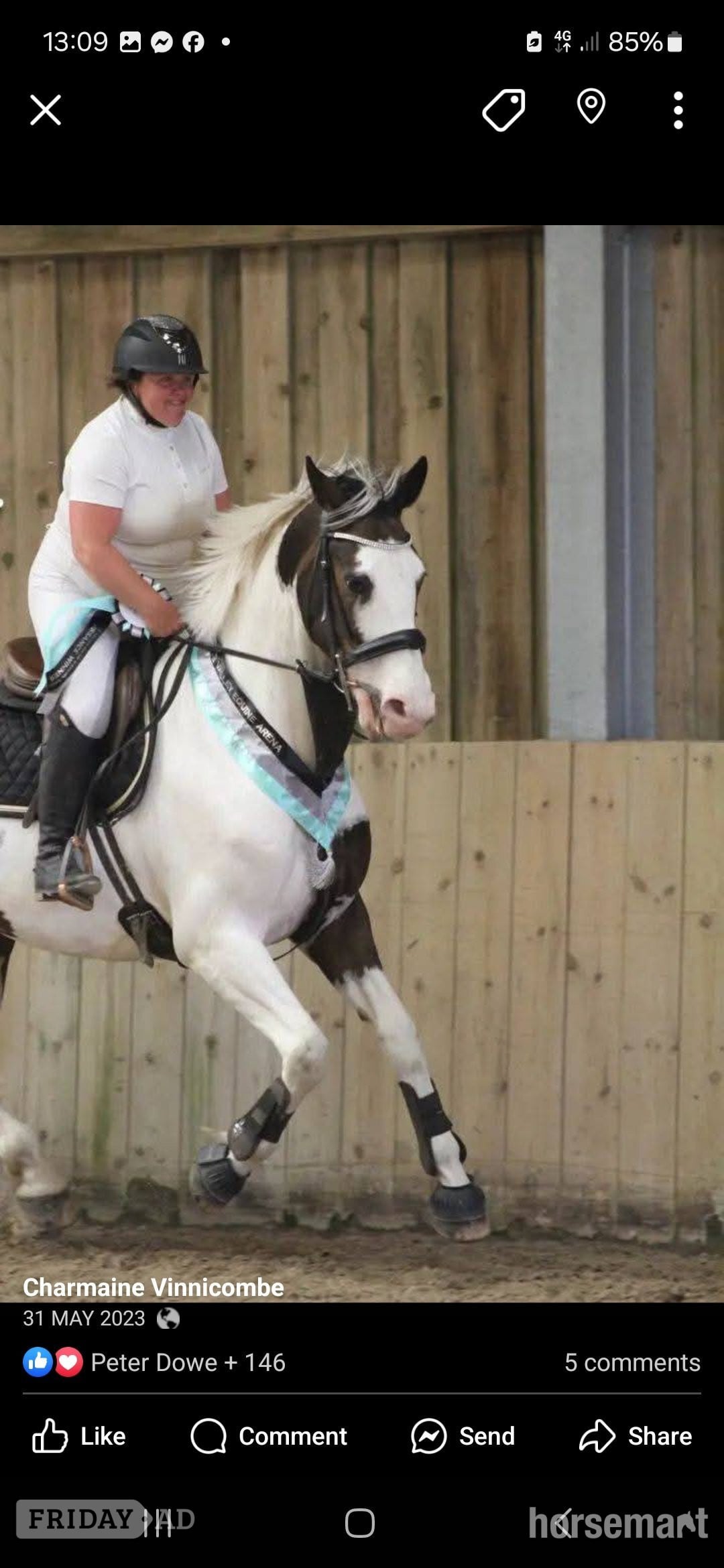 "The sapphire queen " Skewbald Mare All Rounder