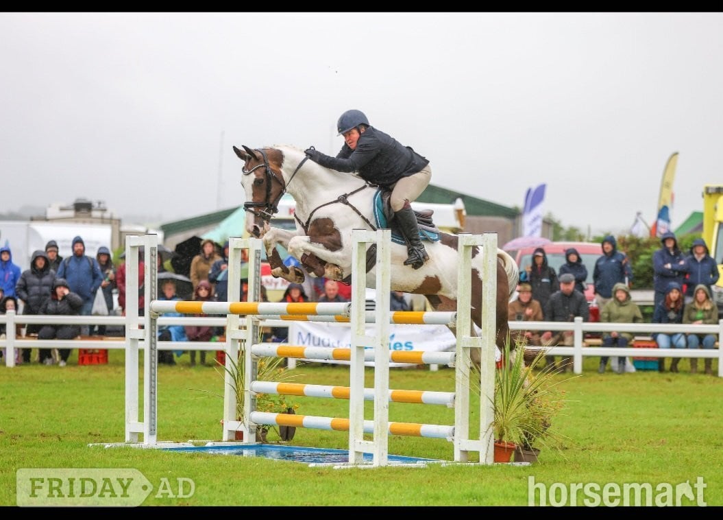 "The sapphire queen " Skewbald Mare All Rounder - Horses