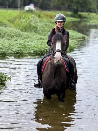 "Sophie " Black Mare Cob/Heavy Horse