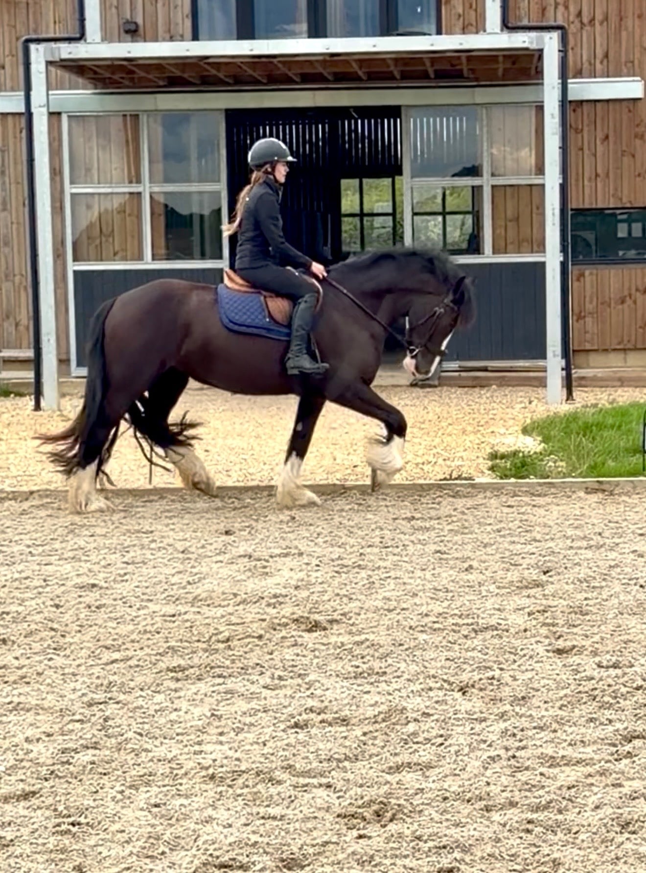 Newmarket "Sophie " Black Mare Cob/Heavy Horse