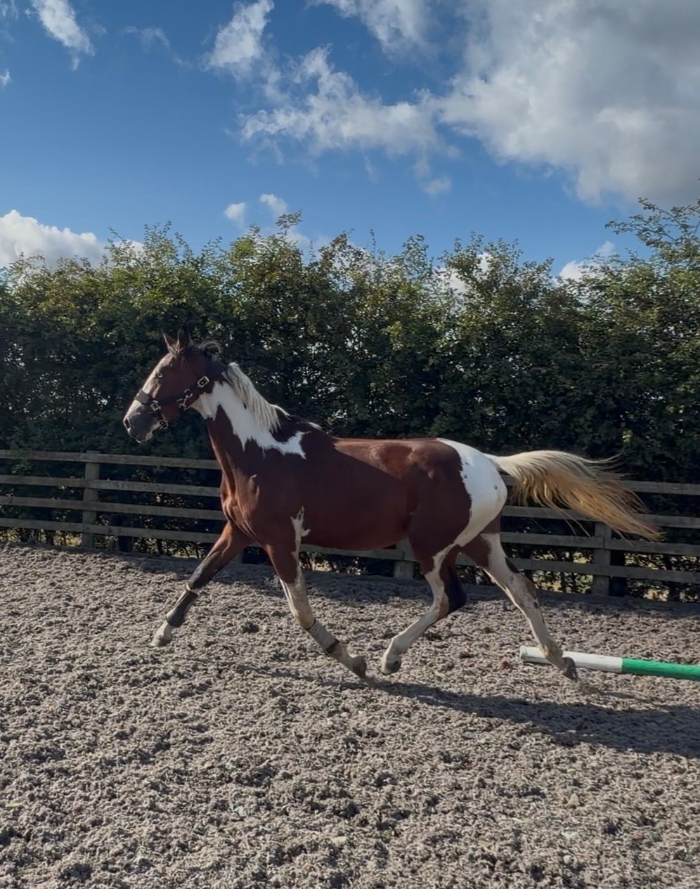 "Benji" Skewbald Gelding Coloured