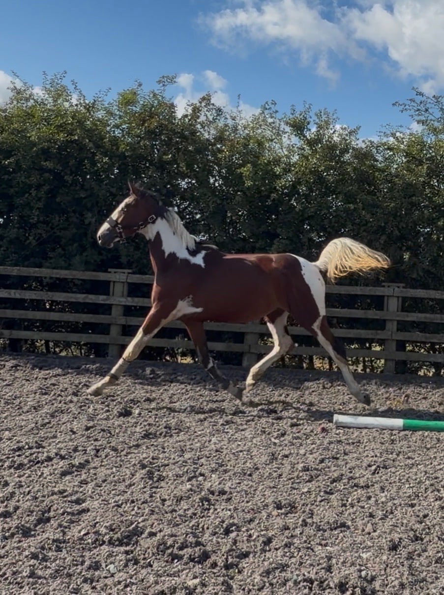 Durham "Benji" Skewbald Gelding Coloured