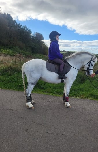 "Gilfach monty (spirit)" Grey Gelding Lead Rein/First Ridden Pony
