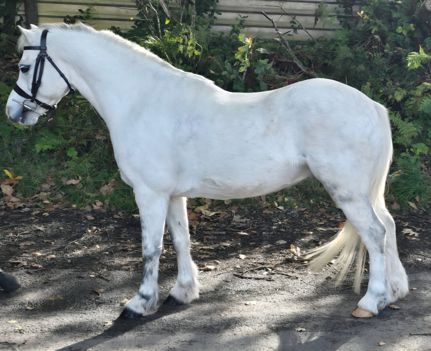 "Gilfach monty (spirit)" Grey Gelding Lead Rein/First Ridden Pony