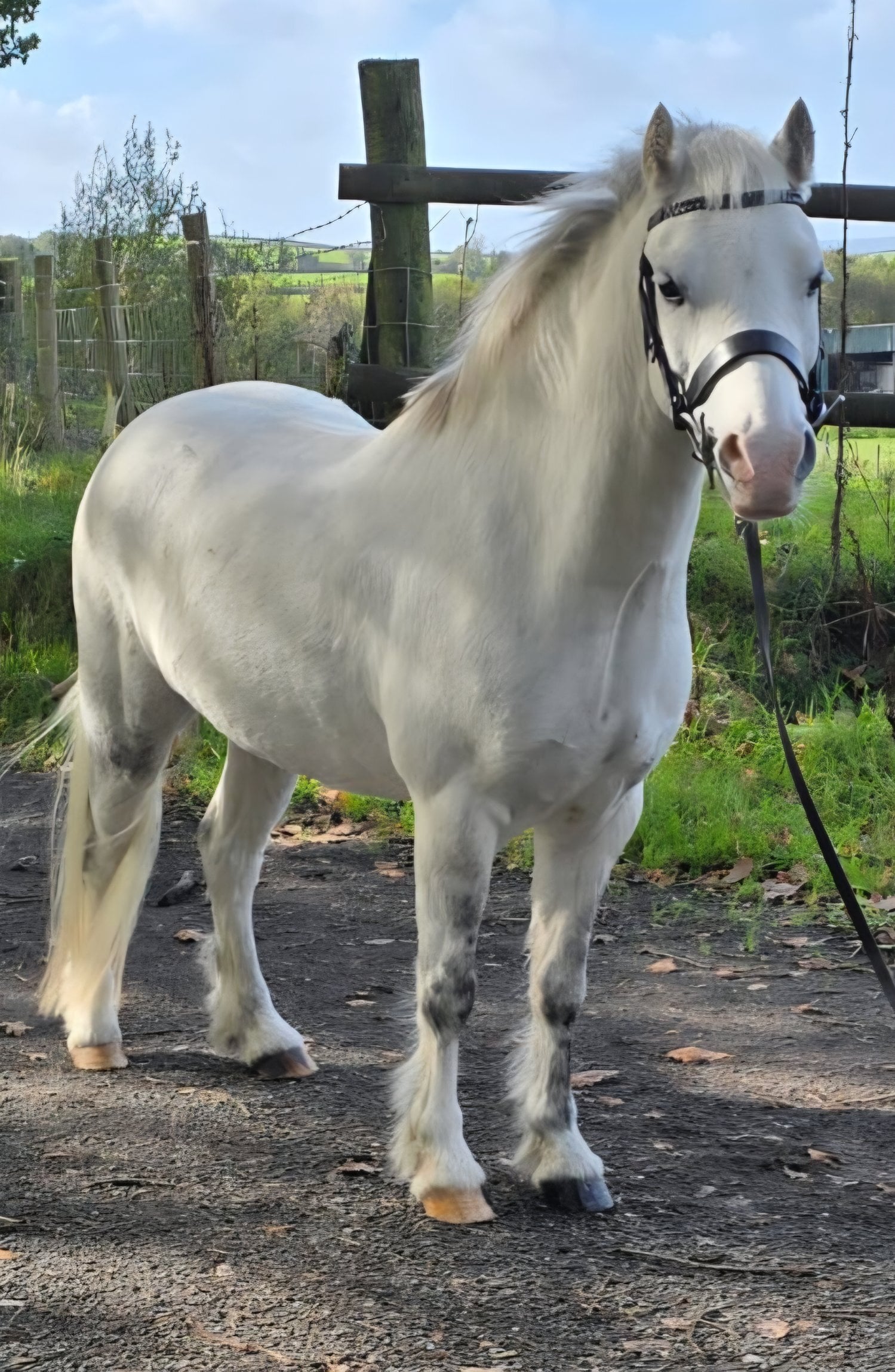 Neath "Gilfach monty (spirit)" Grey Gelding Lead Rein/First Ridden Pony