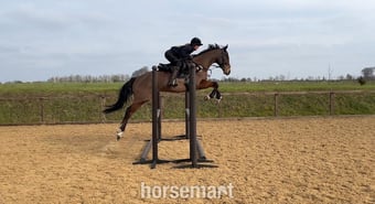 "Mesopotamia " Bay Gelding All Rounder