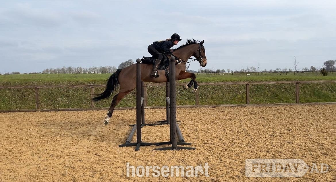 "Mesopotamia " Bay Gelding All Rounder in Chippenham