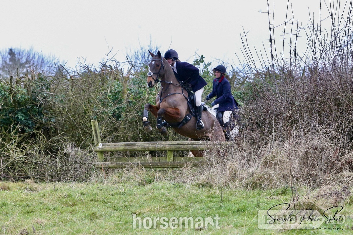 "Mesopotamia " Bay Gelding All Rounder