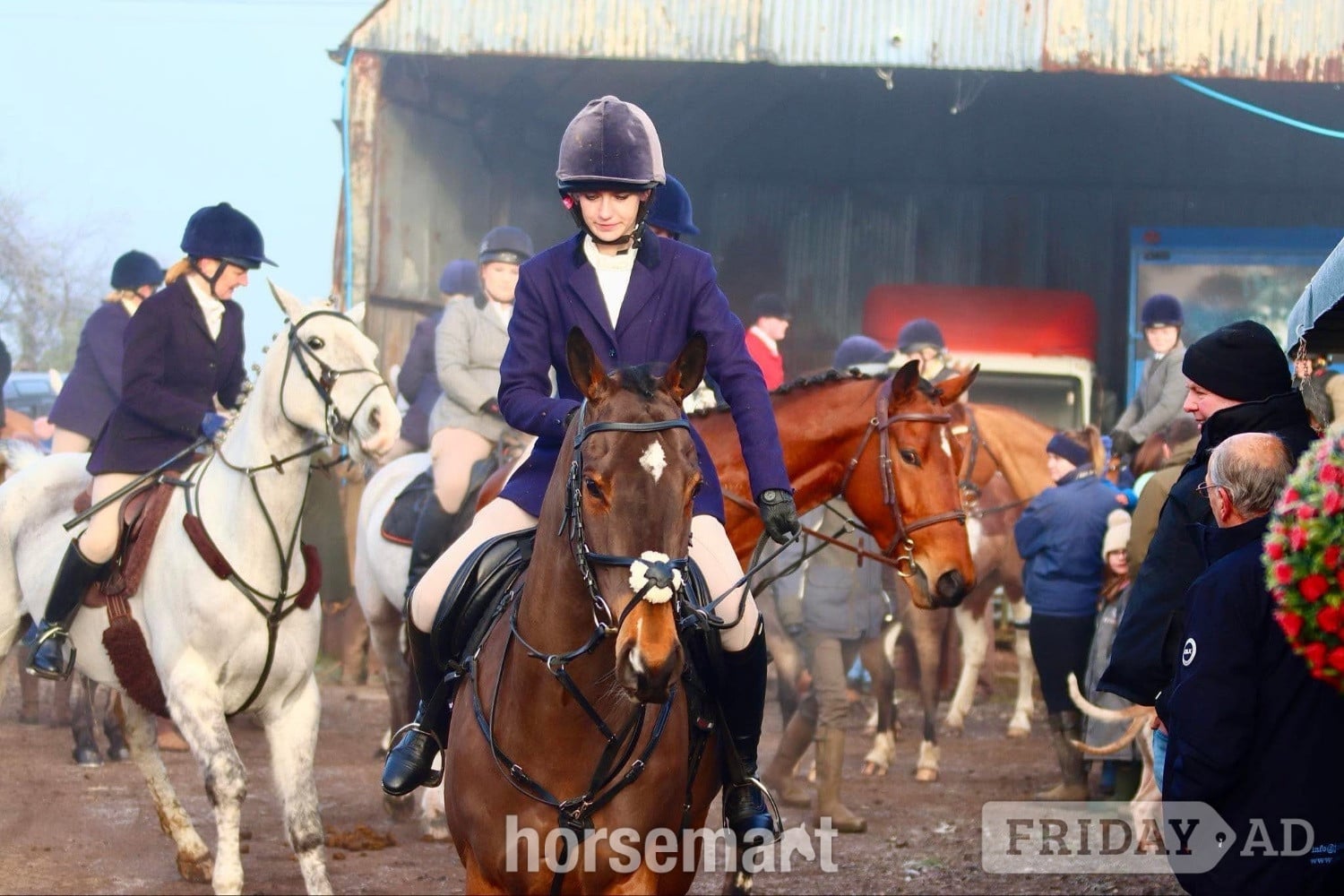 Chippenham "Mesopotamia " Bay Gelding All Rounder
