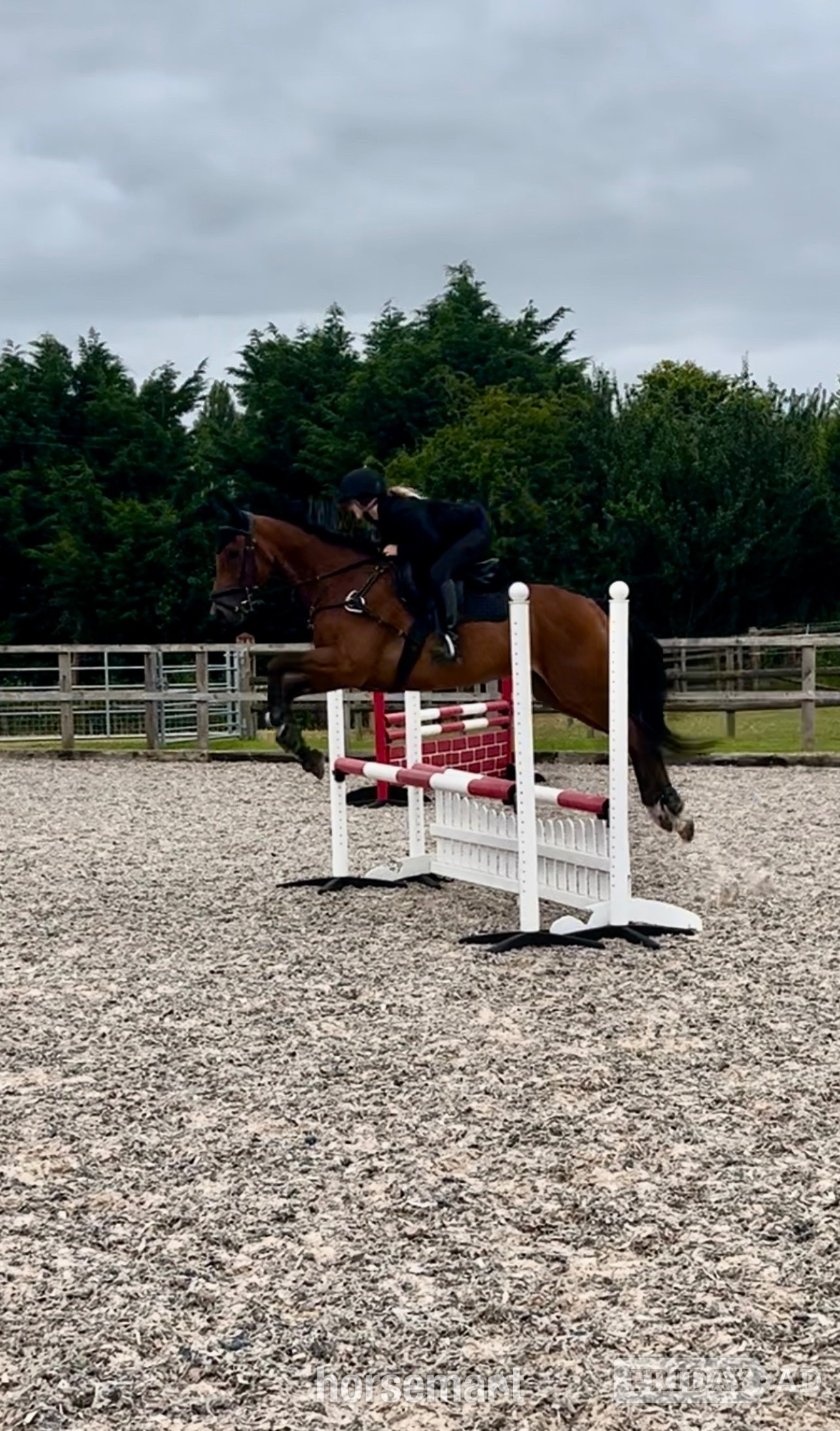 "Mesopotamia " Bay Gelding All Rounder - Horses in Chippenham