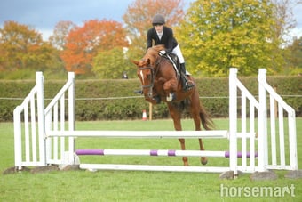 "Iris " Chestnut Mare Eventer